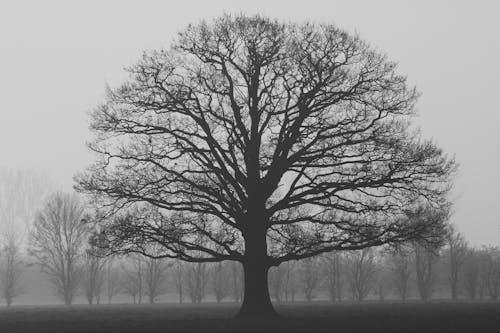 免费 树的灰度摄影 素材图片