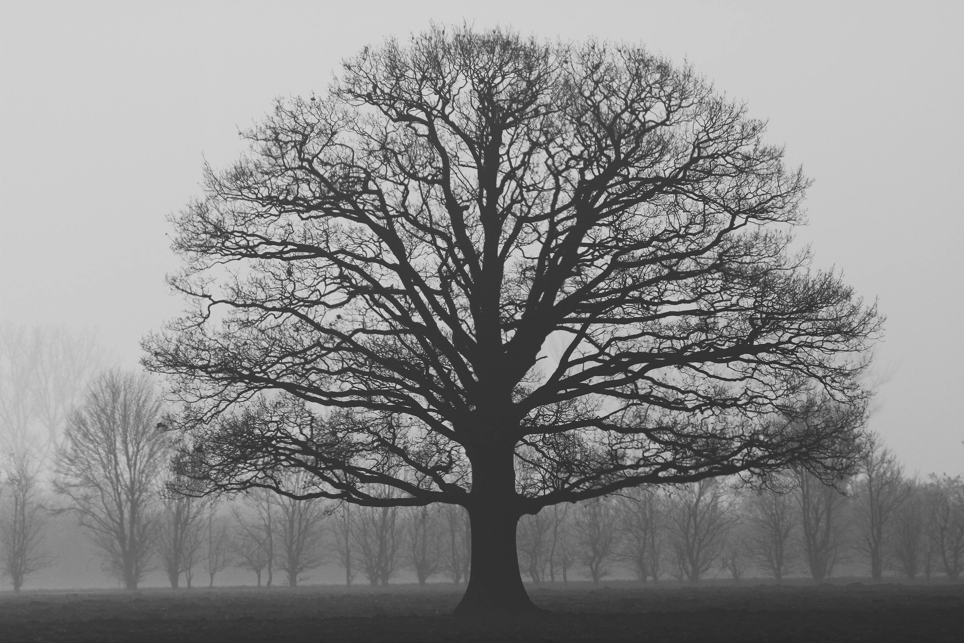 Grayscale Photography of Tree · Free Stock Photo