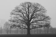 Grayscale Photography of Tree