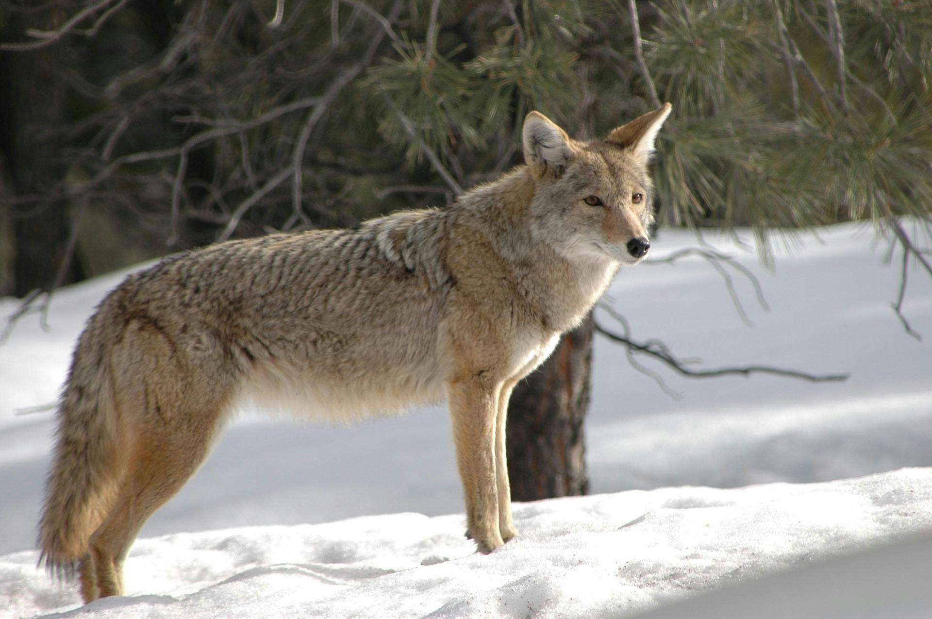 Free Stock Photo Of Carnivore Coyote Furry