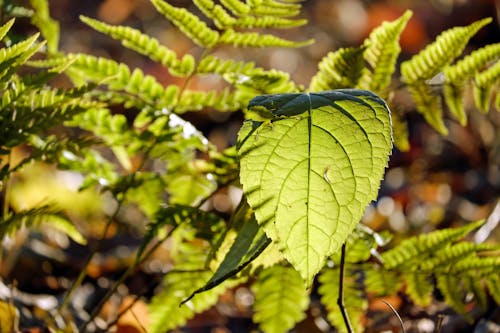 Close Up Fotografie Van Groene Bladplant