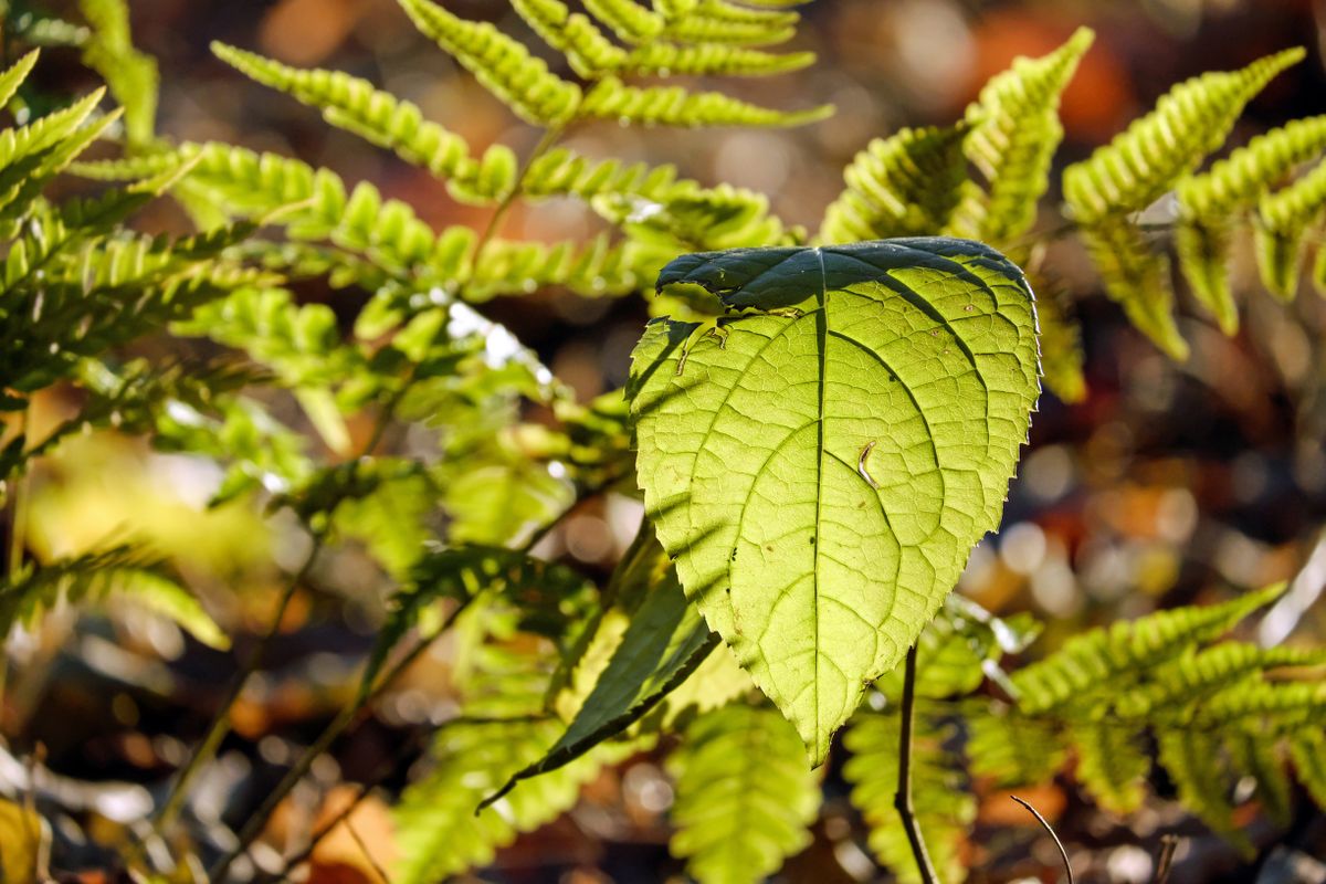 Sthavara Visha — plant-origin toxicology
