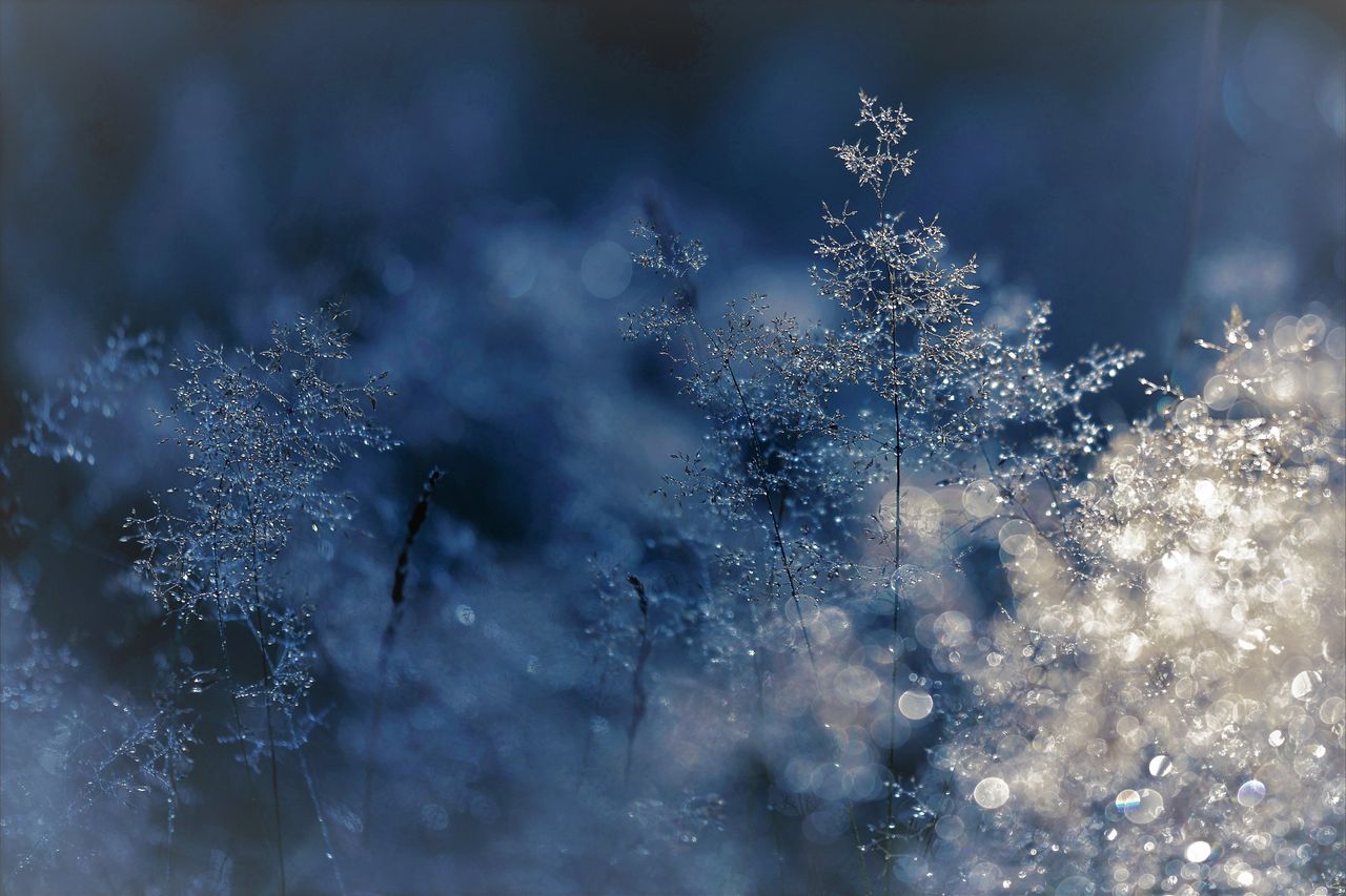 capture of frosty grass with sparkling water droplets in the morning l