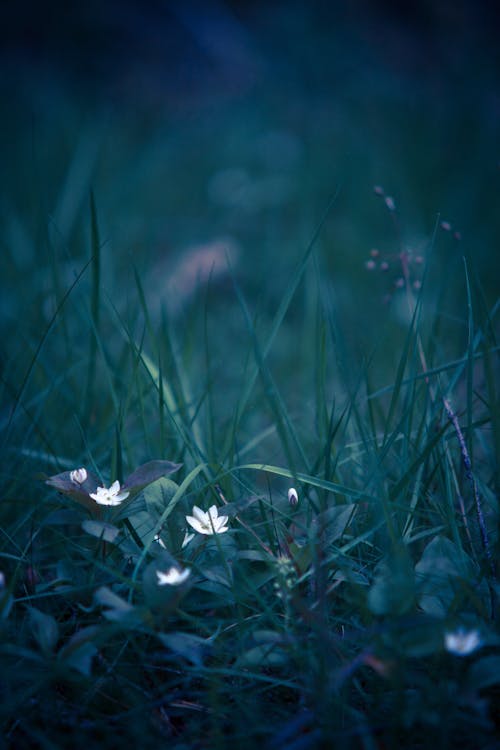 White Petaled Flower on Grass