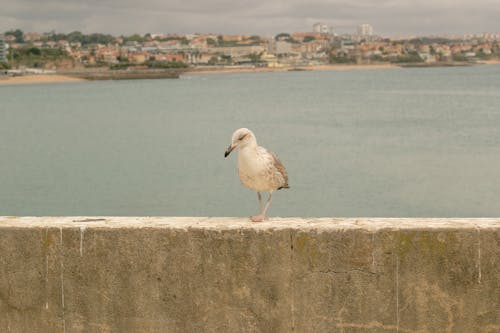 Immagine gratuita di acqua, anatra, animale