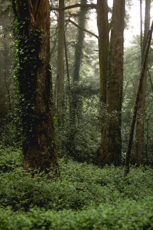 Immagine gratuita di alba, albero, cipresso