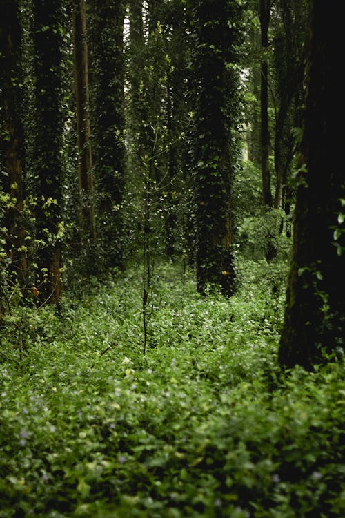 Immagine gratuita di alba, albero, ambiente