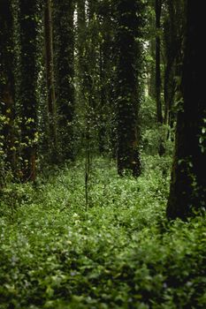 A dense, lush green forest scene captured in summer, showcasing natural beauty.