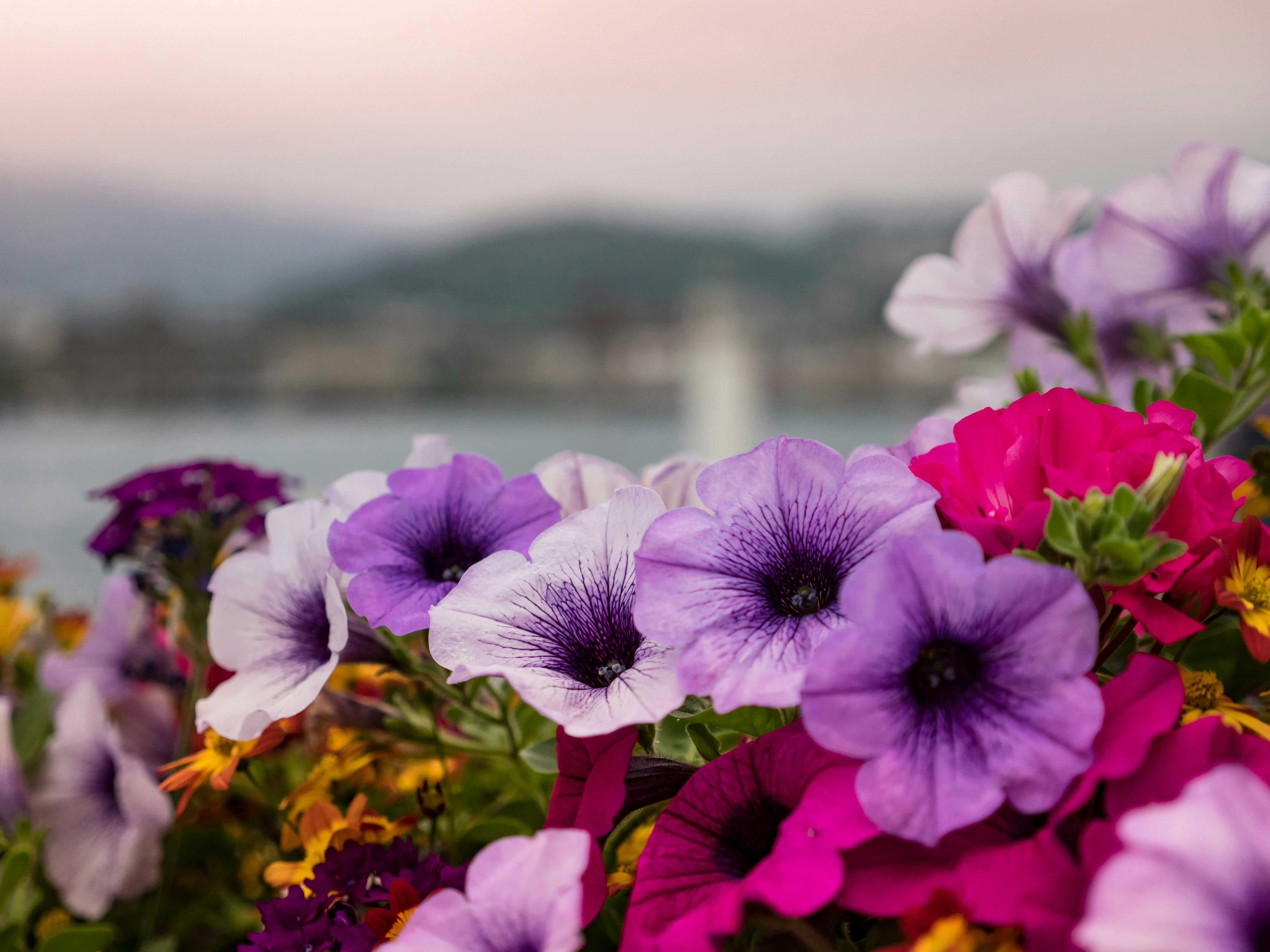 purple and pink flowers