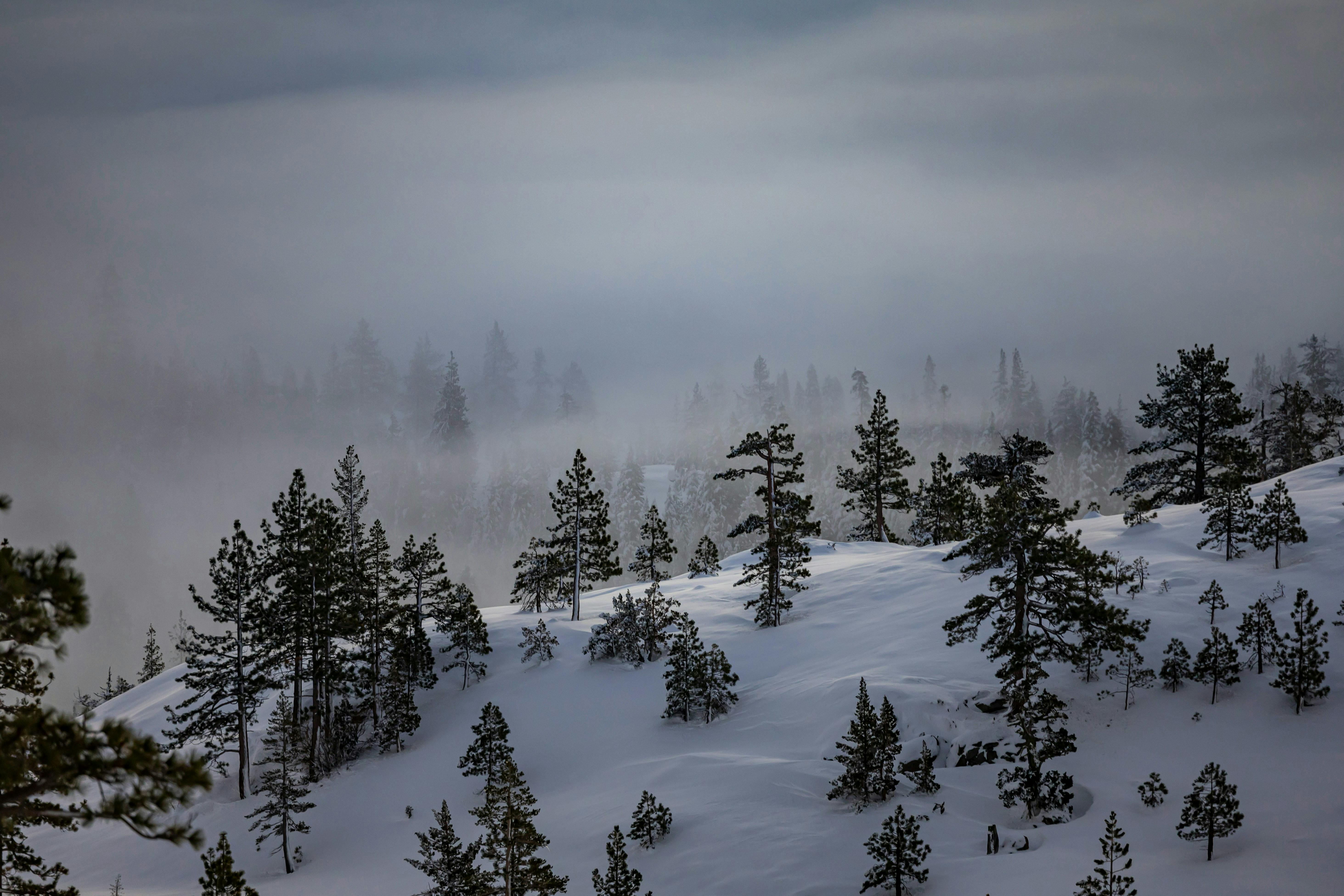 Capture of a serene winter forest landscape with snow-covered hills and mist.