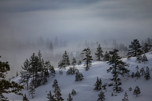 Immagine gratuita di alba, albero, conifera