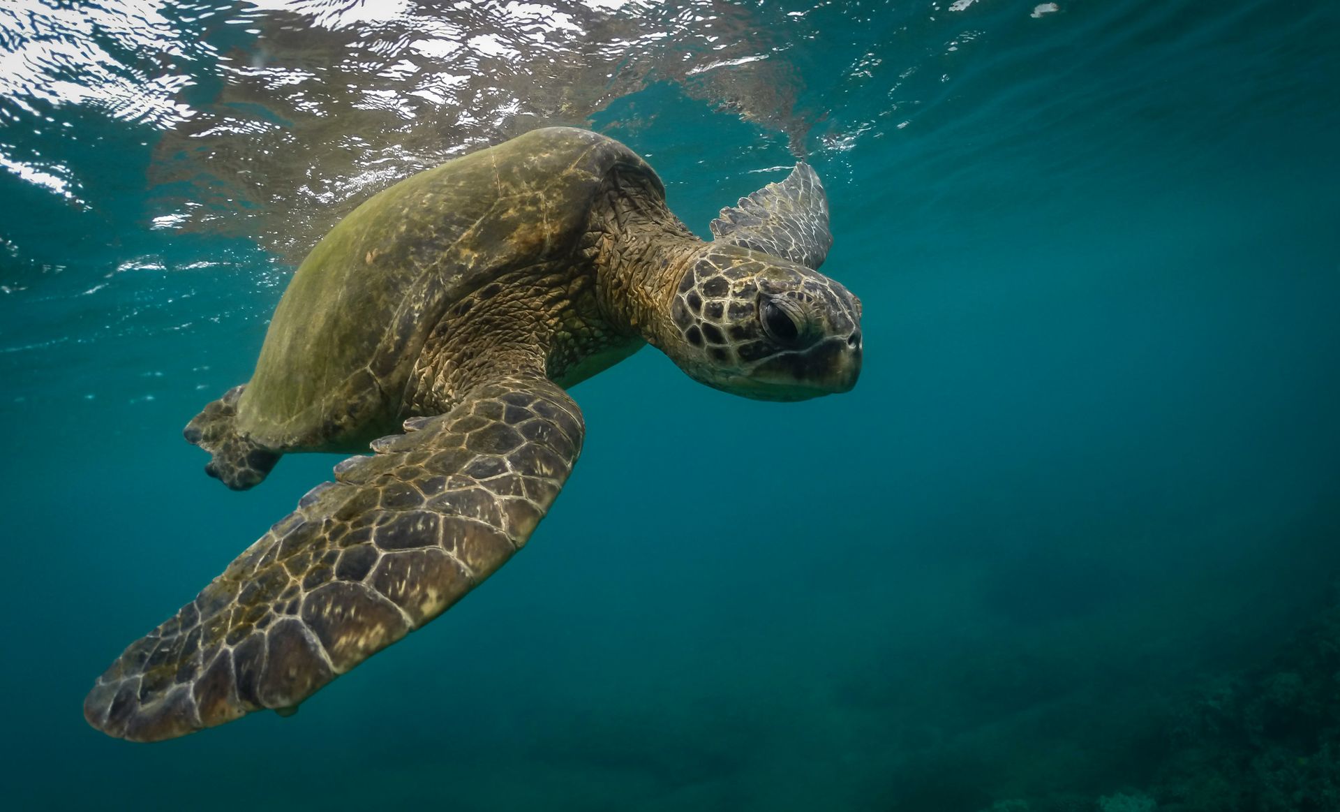 A captivating close-up of a green sea turtle swimming gracefully underwater in its natural habitat.