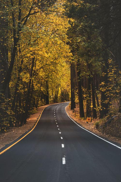 Free Beautiful winding road through a vibrant autumn forest with golden leaves. Stock Photo