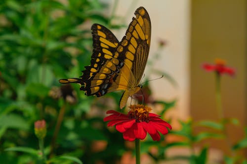 Δωρεάν στοκ φωτογραφιών με επικονίαση, κίτρινη πεταλούδα, κόκκινο λουλούδι