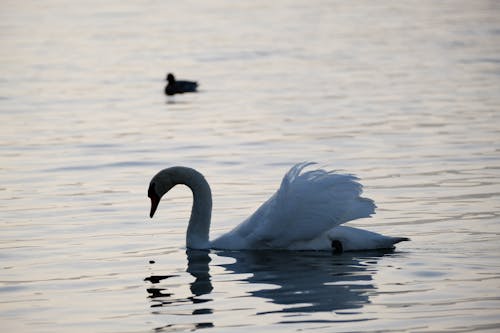 Kostnadsfri bild av fågel, mt. fuji, sjön yamanaka