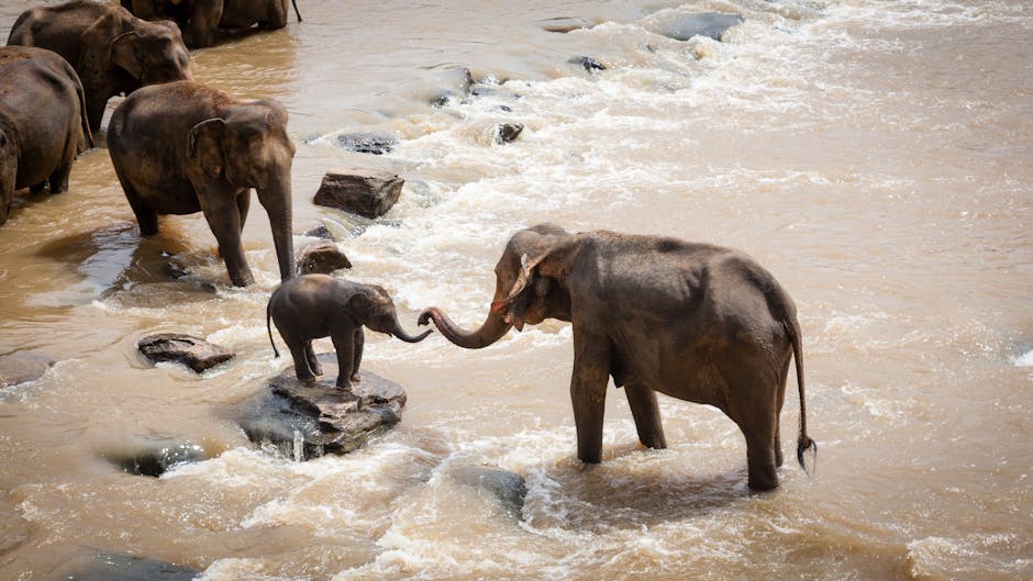 baby elephant, elephants, family group