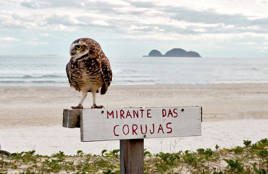 A burrowing owl perched on a sign at a coastal area with the sea in the background.