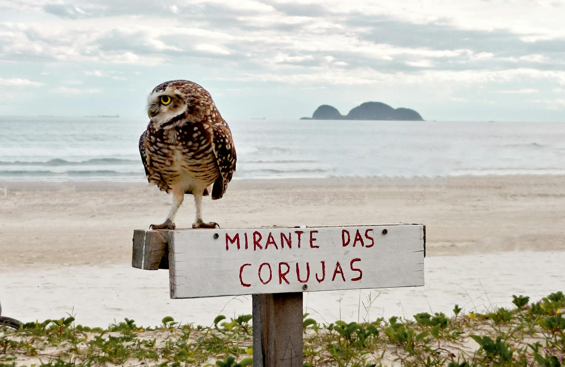 A burrowing owl perched on a sign at a coastal area with the sea in the background.