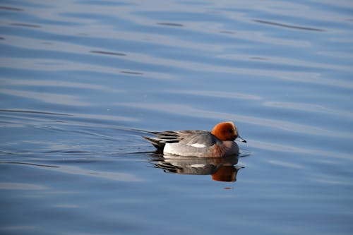 Kostenloses Stock Foto zu berg fuji, eurasischer wigeon, mareca penelope