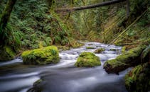 宁静的森林溪流环绕着郁郁葱葱的绿色植物，流过长满青苔的岩石，这是秋天的景象