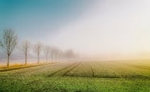 宁静的乡村景观中，绿地和一排树木笼罩在雾气里