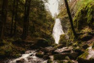 在郁郁葱葱的雨林中，雄伟的瀑布倾泻入长满苔藓的溪流
