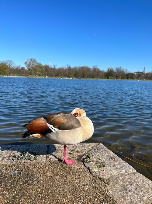 Ilmainen kuvapankkikuva tunnisteilla eläimet, eläin, kaunis luonto