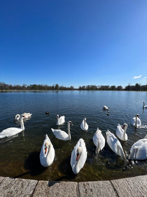 Foto d'estoc gratuïta de bella naturalesa, vida salvatge