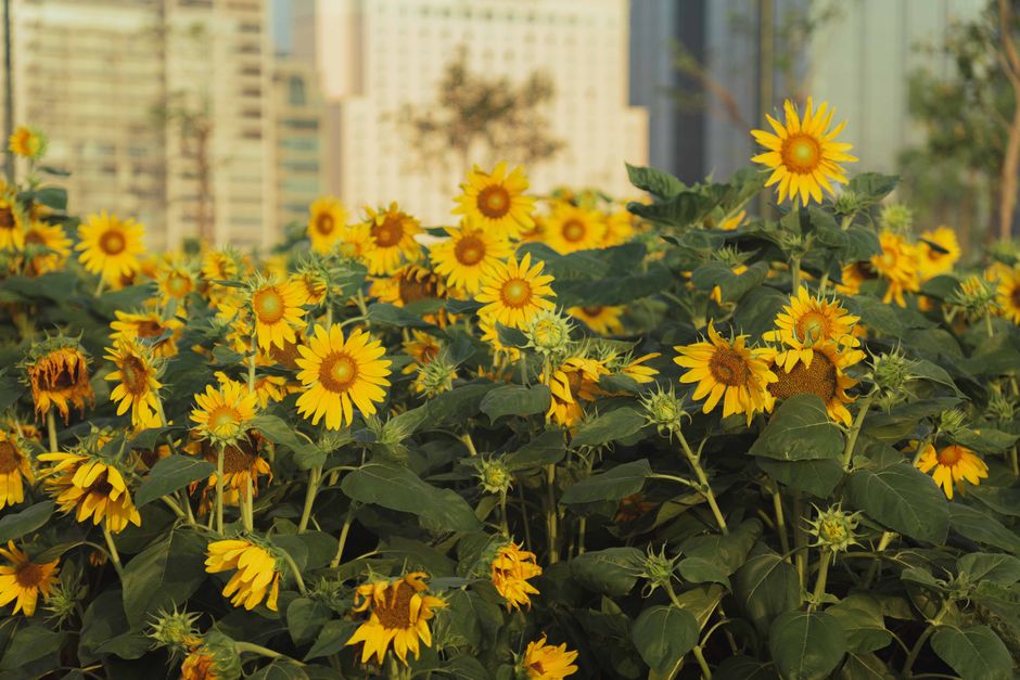 Vibrant sunflowers bloom in a city park with skyscrapers in the background.
