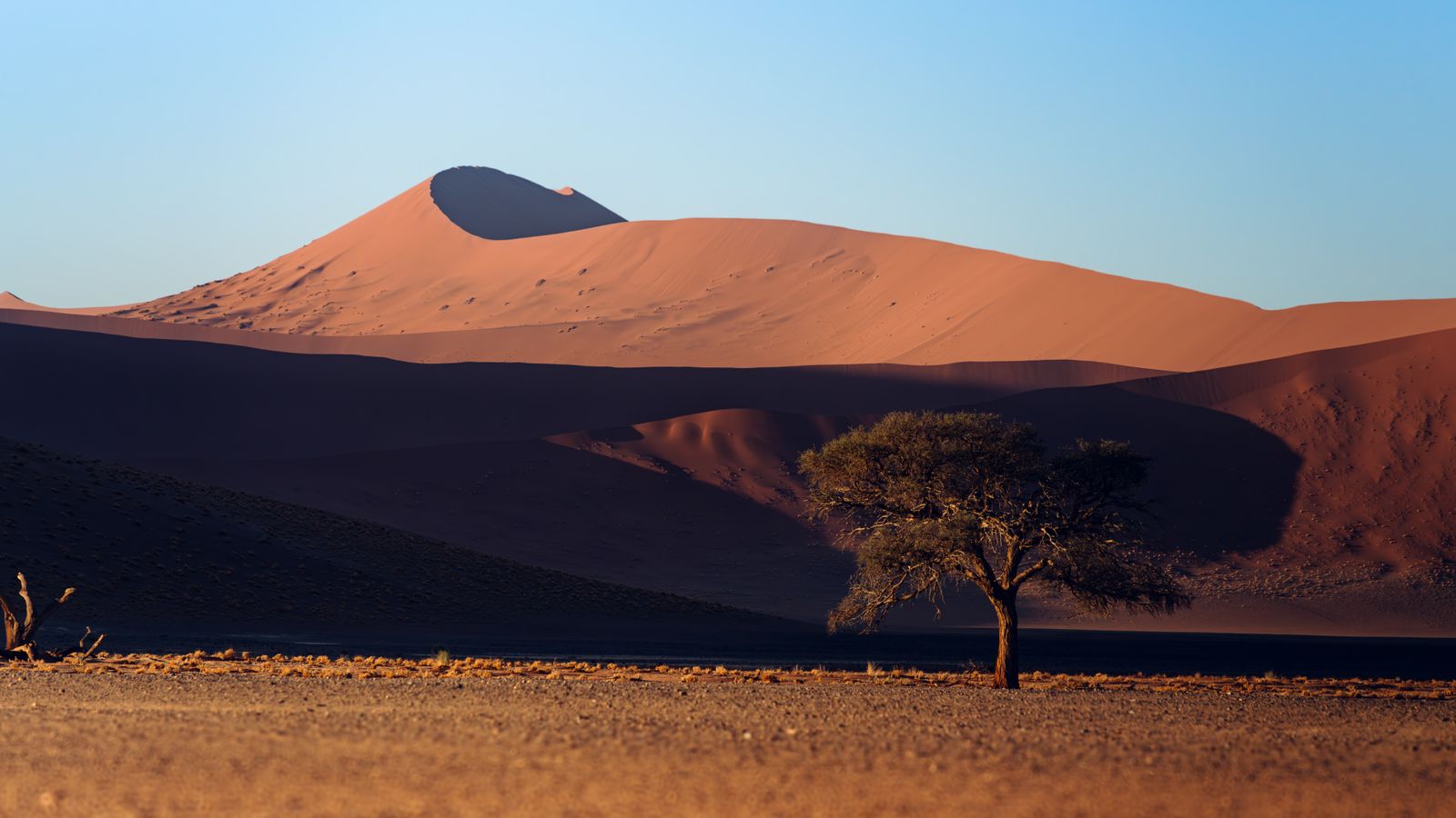Single tree on desert, Namibia