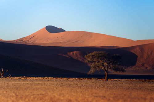 Free A solitary tree stands in the vast, arid landscape of the Namib Desert at sunrise, framed by towering sand dunes. Stock Photo