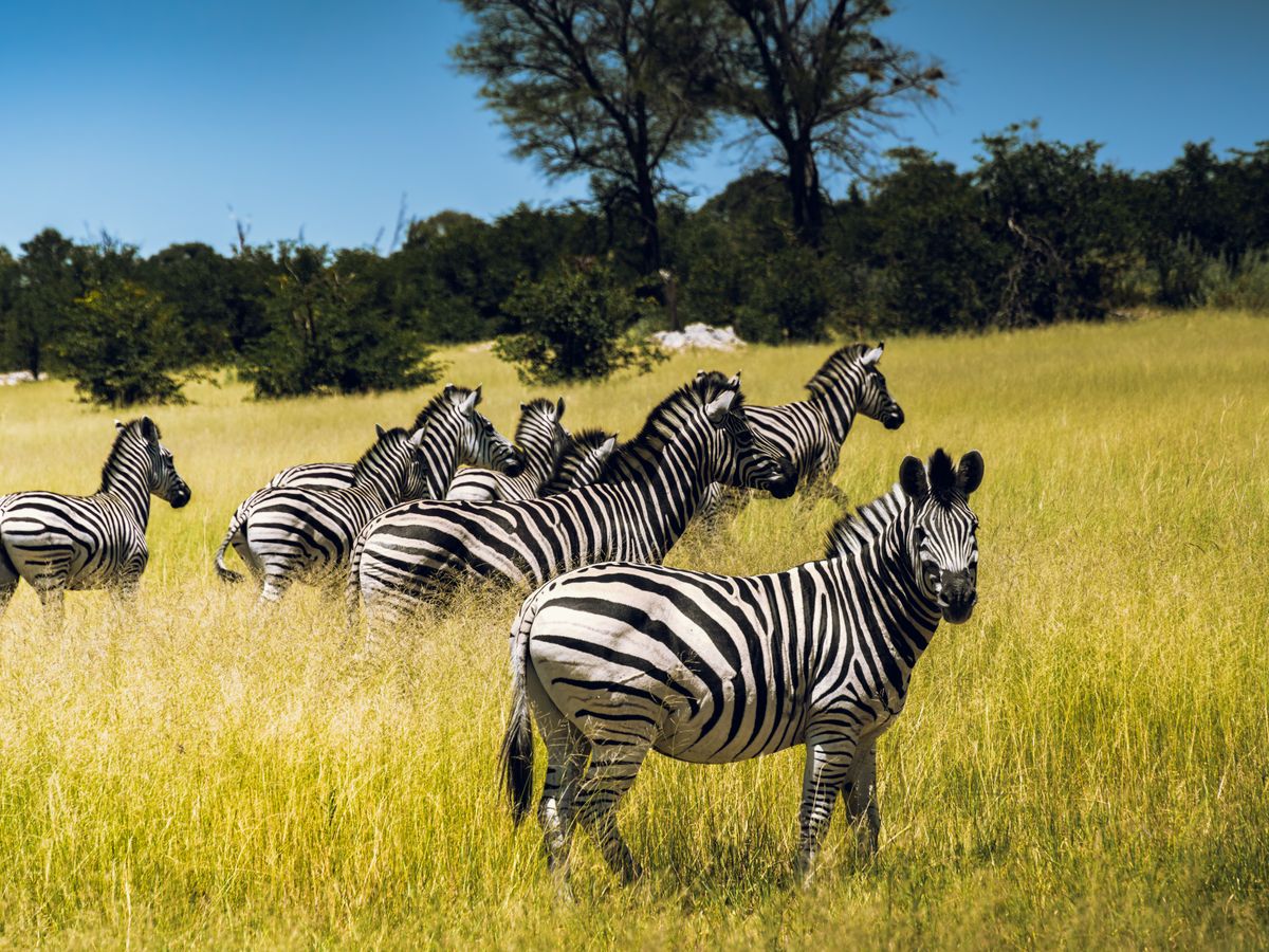 8 Day Yoga & Safari: Return To the Wild in Botswana, Africa 1