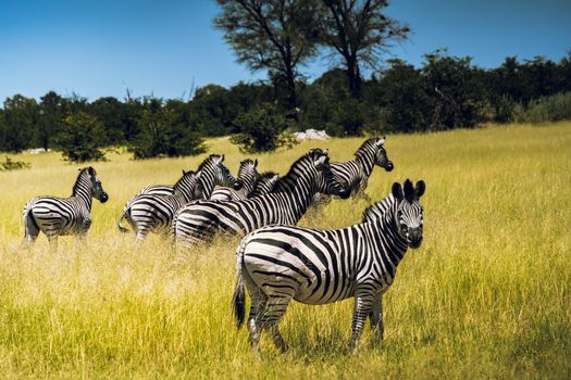 A herd of zebras peacefully grazing in the lush, green savannah under a clear blue sky.