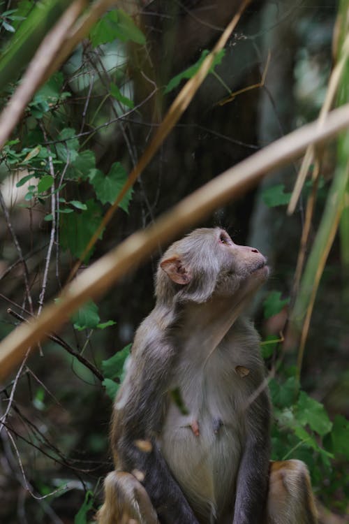 Photos gratuites de animal, animaux à l'état sauvage, arbre