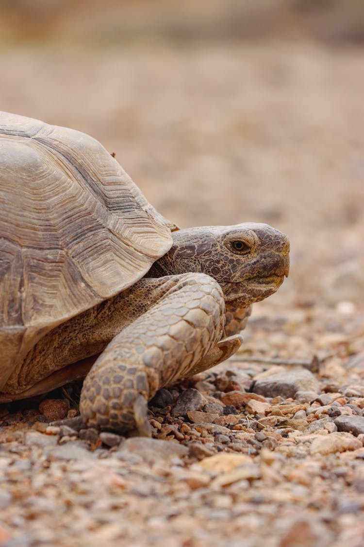 Portrait Of A Turtle