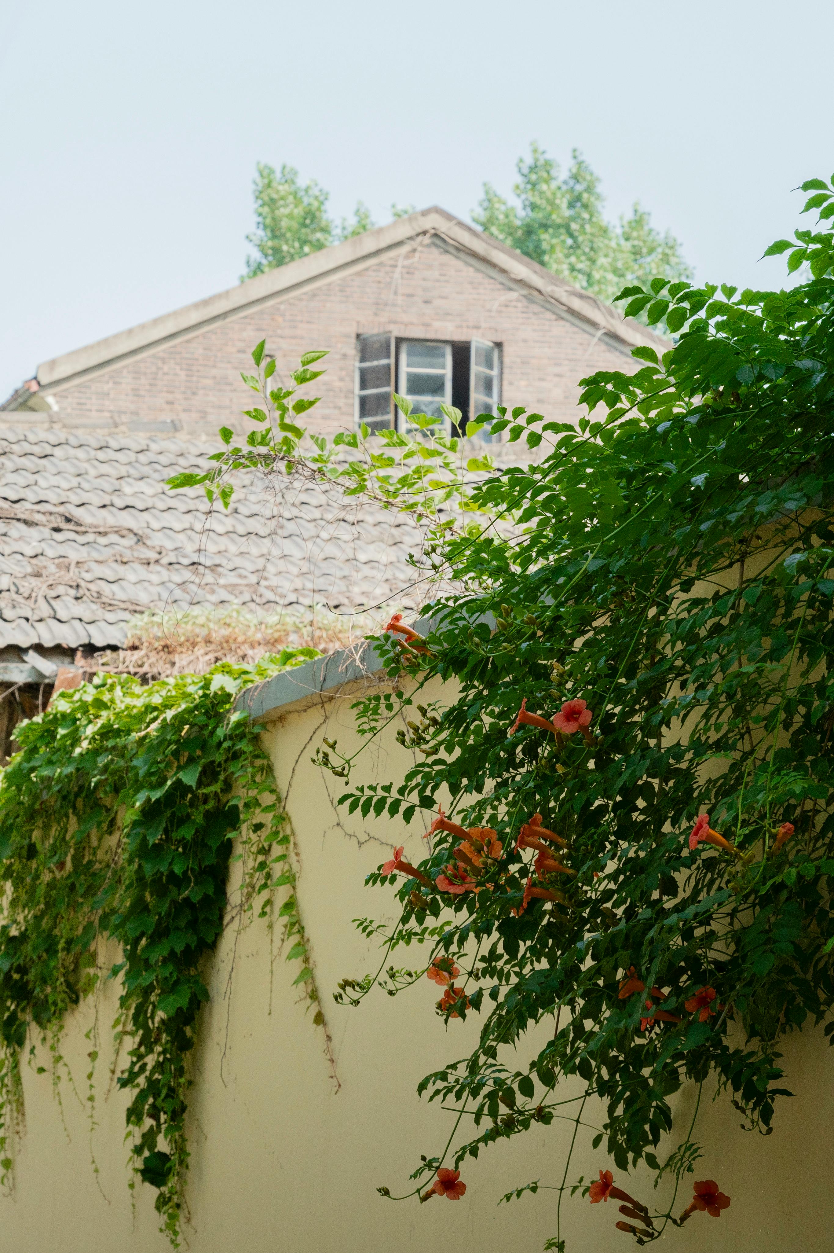 A quaint village house with ivy and flowering vines on a sunny day, showcasing natural beauty.