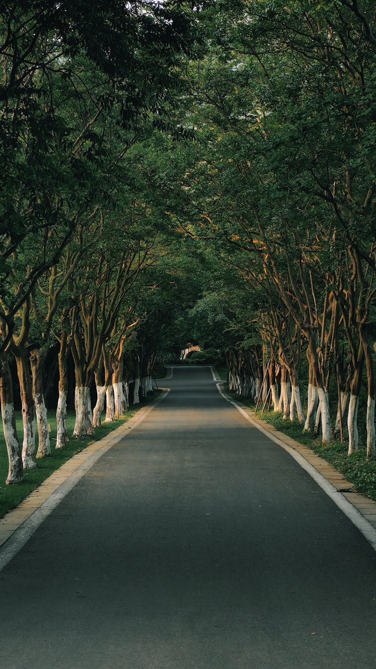 Trees Around Road