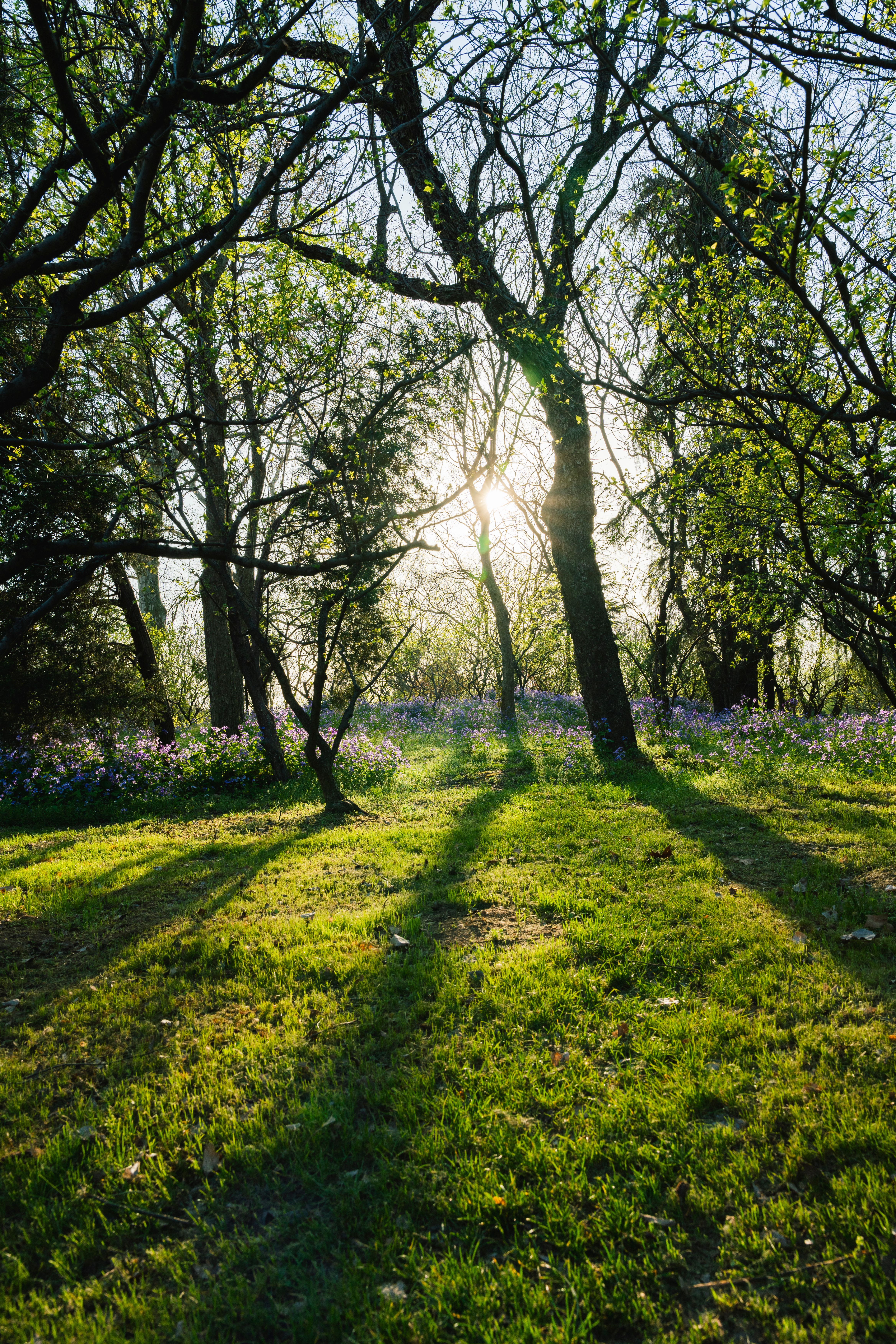 Trees and Flowers in Forest · Free Stock Photo