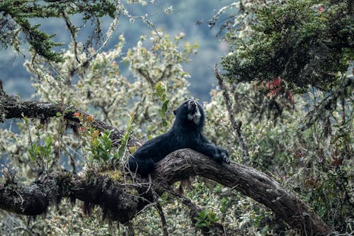 Gấu Andean Chillin Quý Hiếm   Oso De Anteojos Descansando
