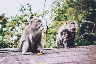 Photo of Three Primates Sitting on Surface