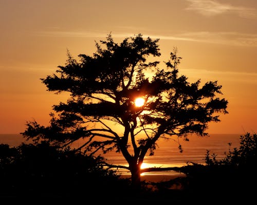 бесплатная Силуэтная фотография дерева Стоковое фото