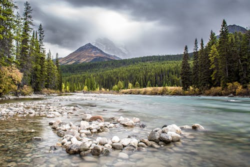 Landschapsfotografie Van De Rivier Omringd Door Bomen