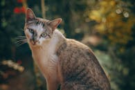 一只迷人的虎斑猫，睁着醒目的眼睛，坐在户外的阳光下