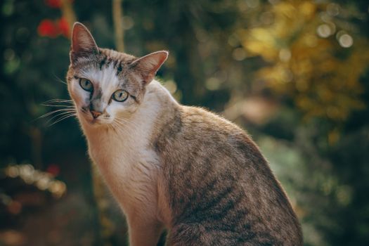 一只迷人的虎斑猫，睁着醒目的眼睛，坐在户外的阳光下