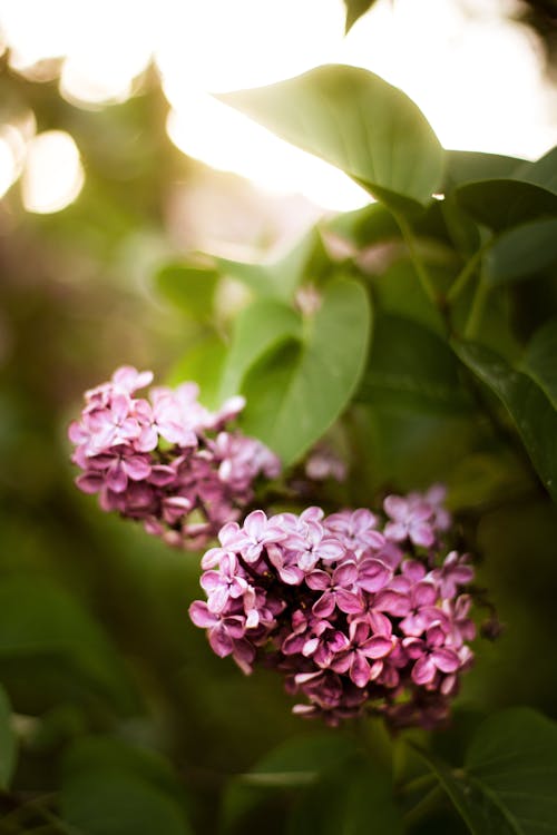 Free Close-Up Photo of Pink Flowers Stock Photo