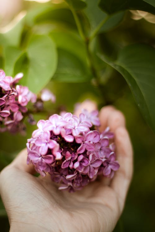 Close-Up Photo of Person Holding Pink Flowers