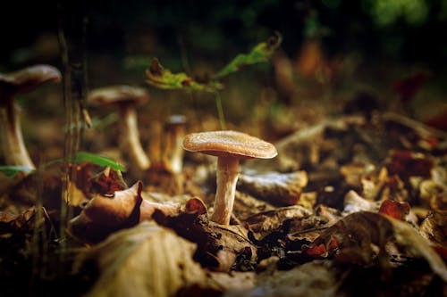 Coup De Macro De Champignon