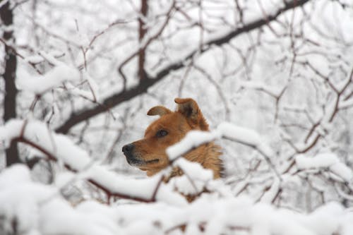 Short-coated Brown Dog Surrounded by Snow