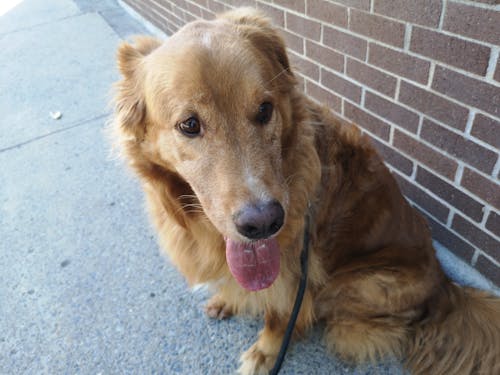Free stock photo of dog, golden retriever, outside