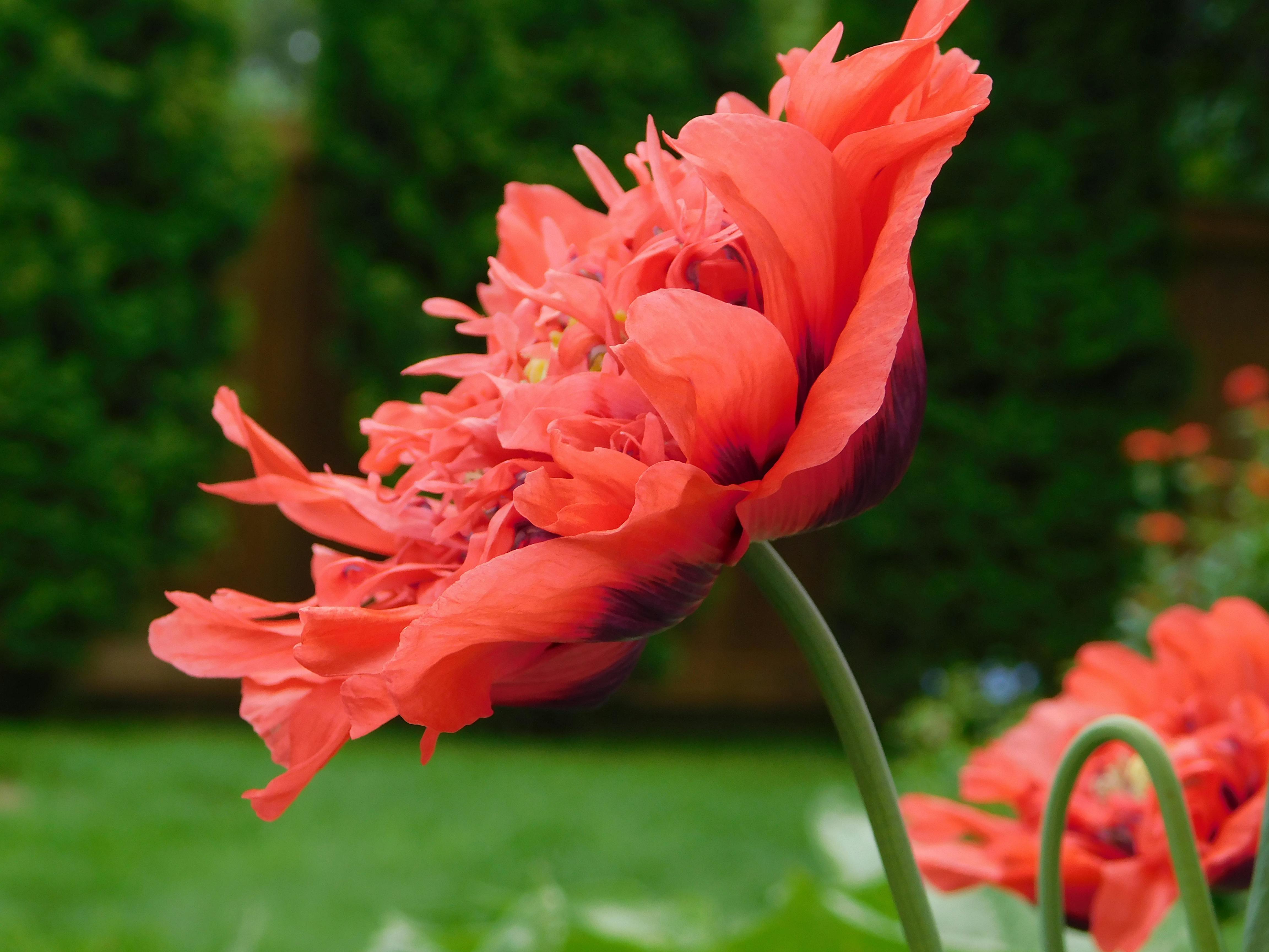 ग्राहक सुरेश पी. की तस्वीर